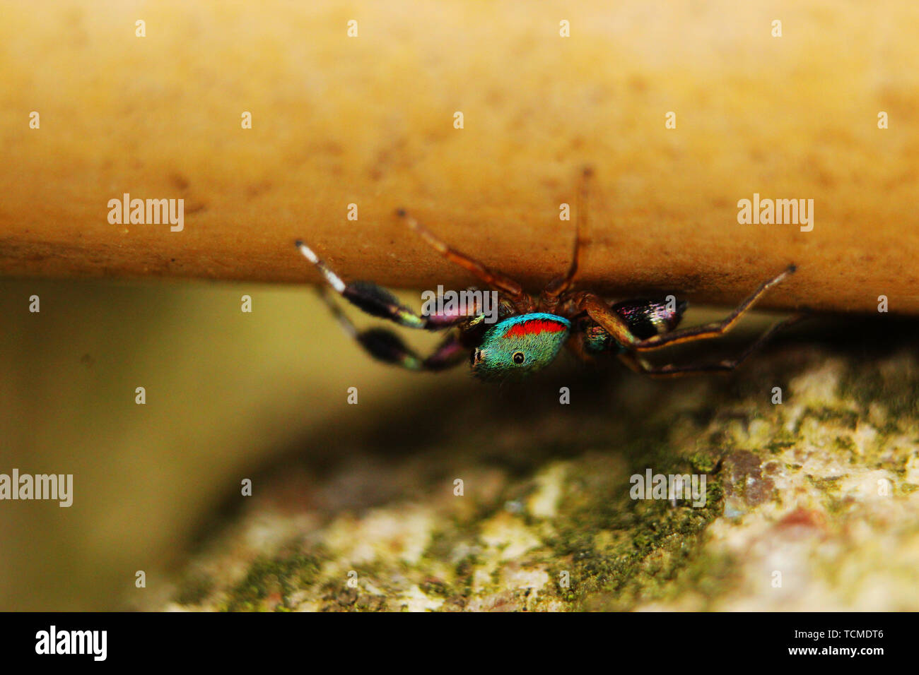 Poisonous spider under microscopic Stock Photo - Alamy