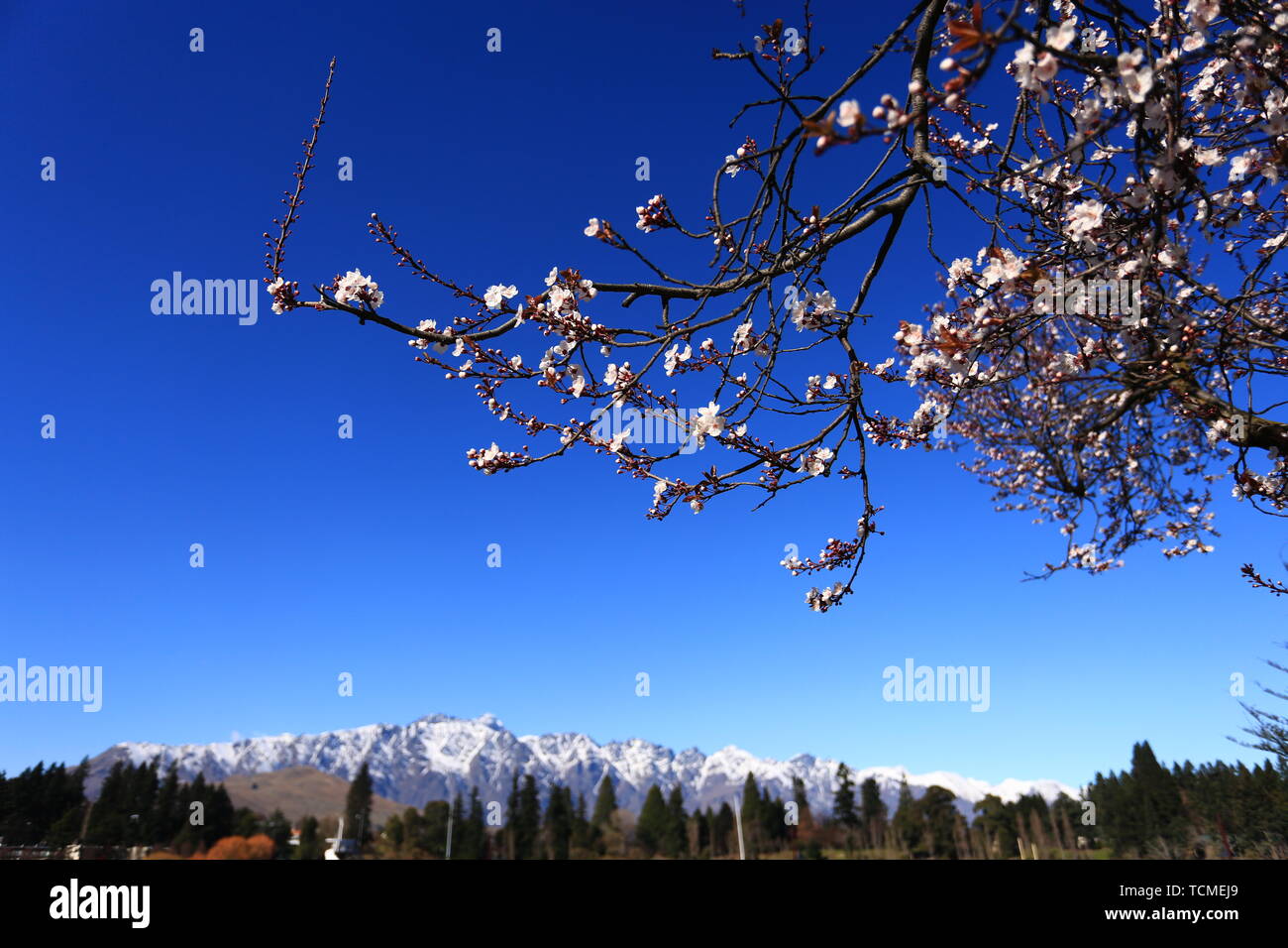 Cherry blossoms in Queenstown, New Zealand Stock Photo Alamy