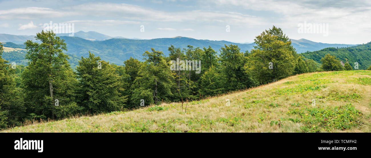 panorama of a beech forest in carpathian mountains. beautiful summer landscape. svydovets range in the distance Stock Photo