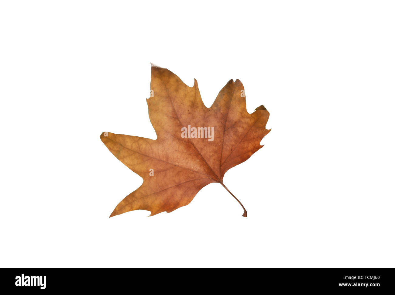 Autumn maple leaves isolated on white background Stock Photo - Alamy