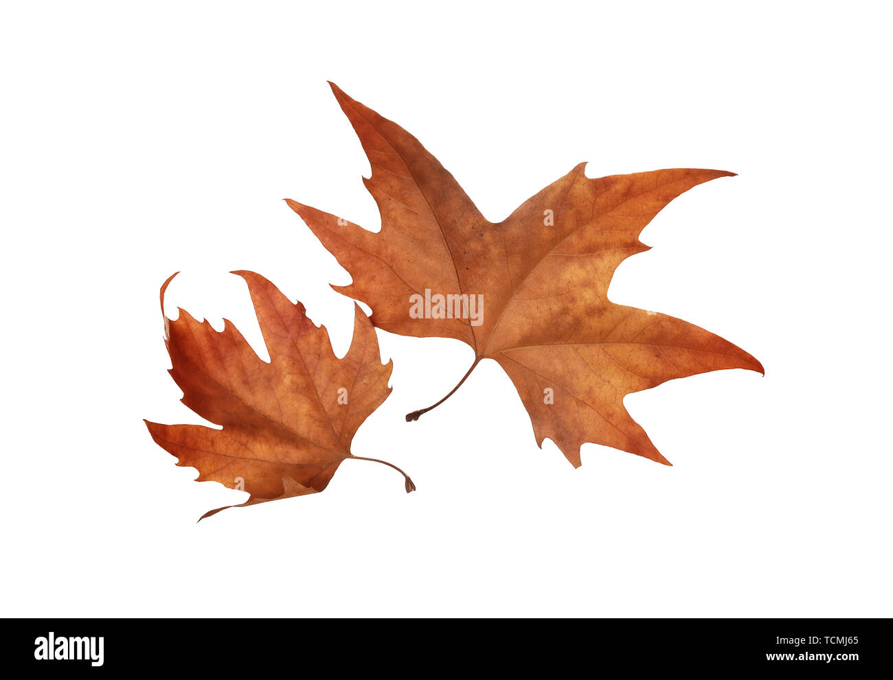 Autumn maple leaves isolated on white background Stock Photo - Alamy