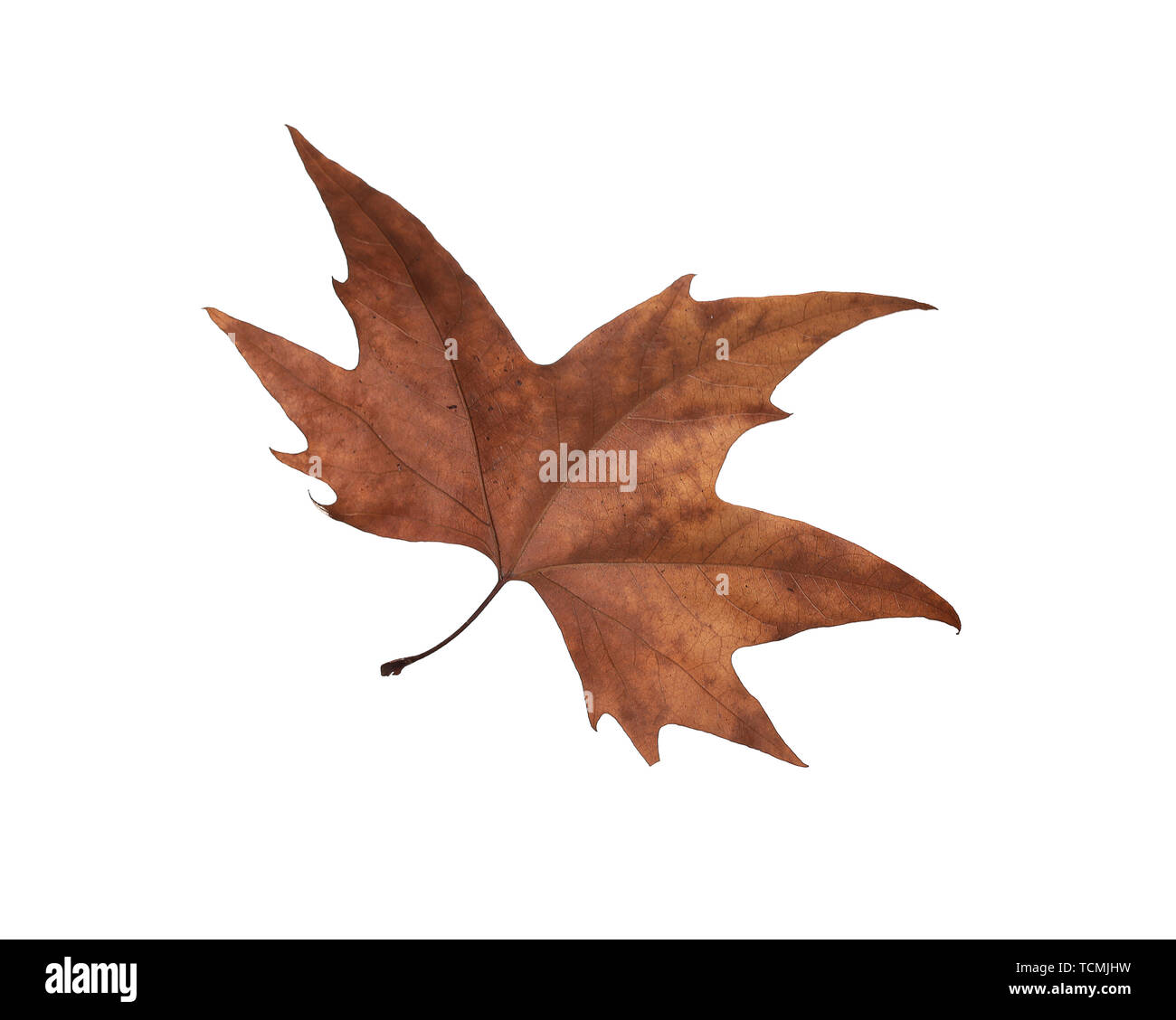 Autumn maple leaves isolated on white background Stock Photo - Alamy