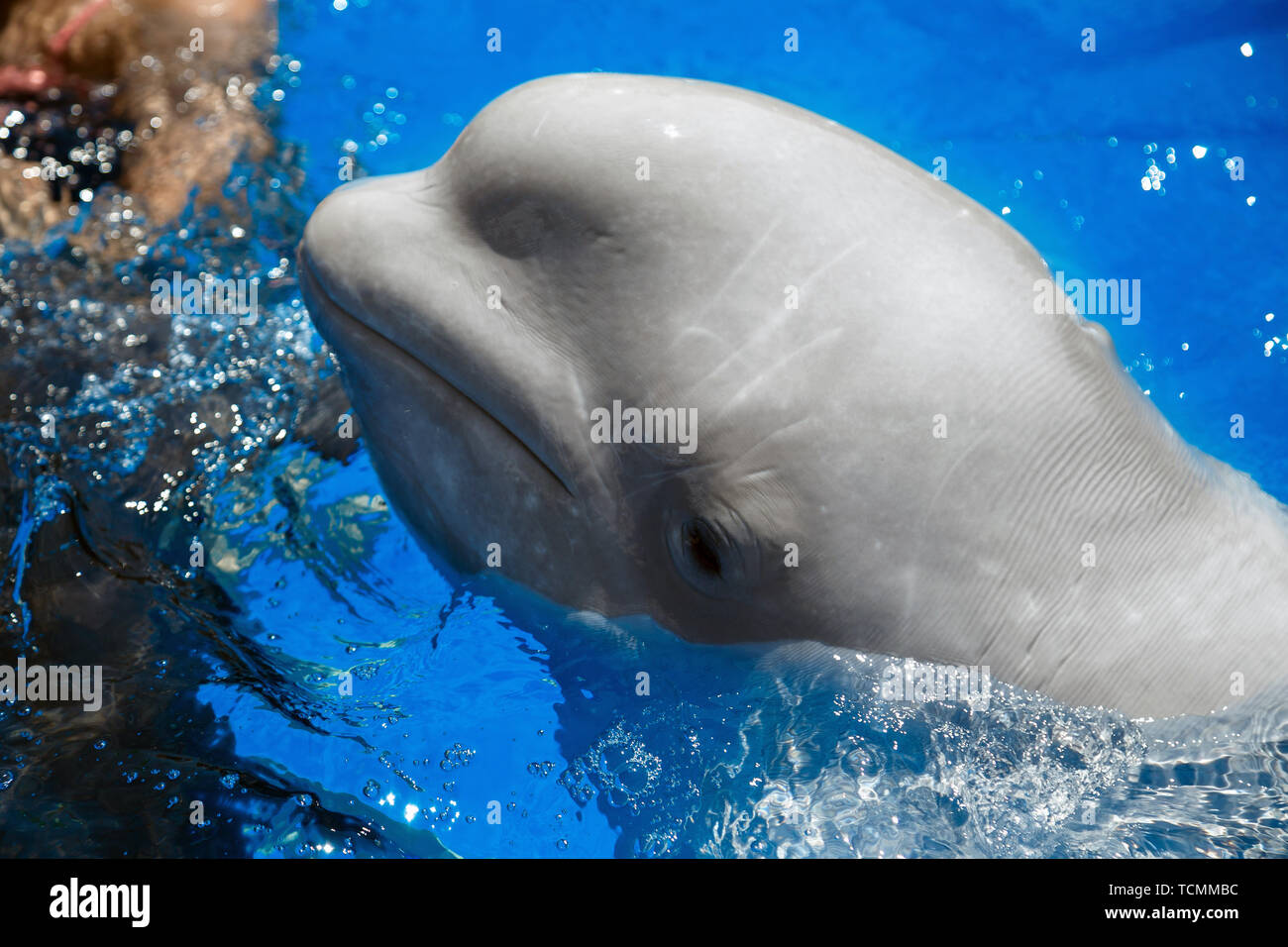 Beluga Whale white Whale In Water Stock Photo Alamy Beluga Whale white Whale In Water Stock Photo Alamy