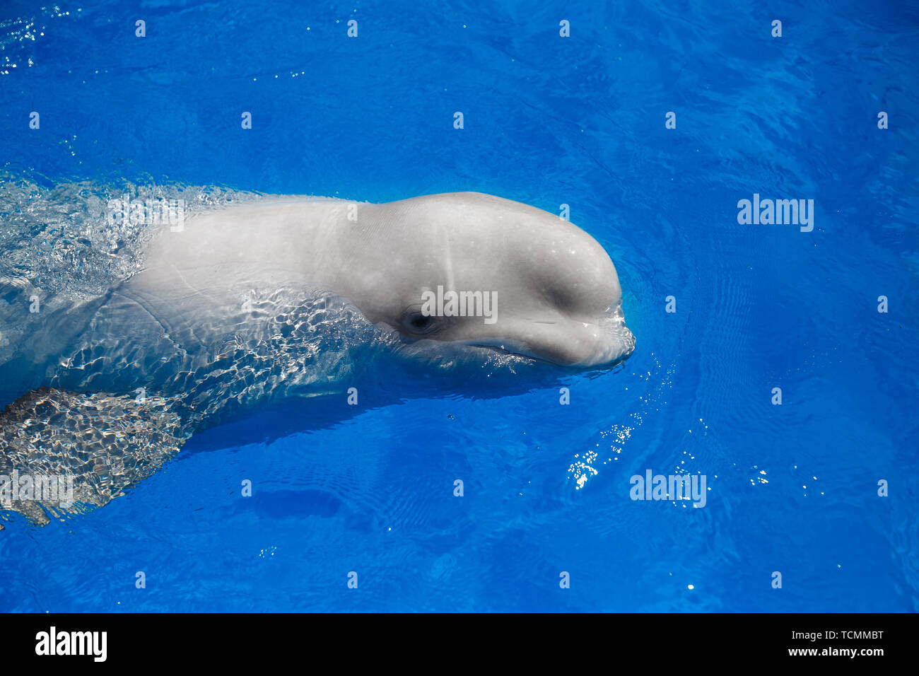 beluga whale (white whale) in water Stock Photo Alamy