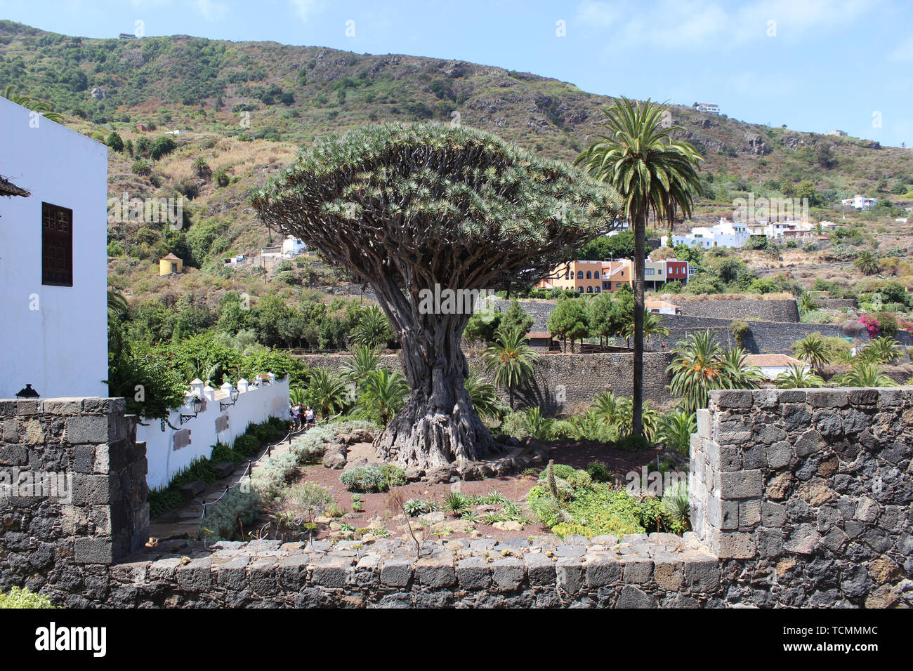 Millennial Dragon Tree (Drago Milenario) of Icod de los Vinos, the largest and the oldest living Dracaena Draco in the world and the symbol of Tenerif Stock Photo