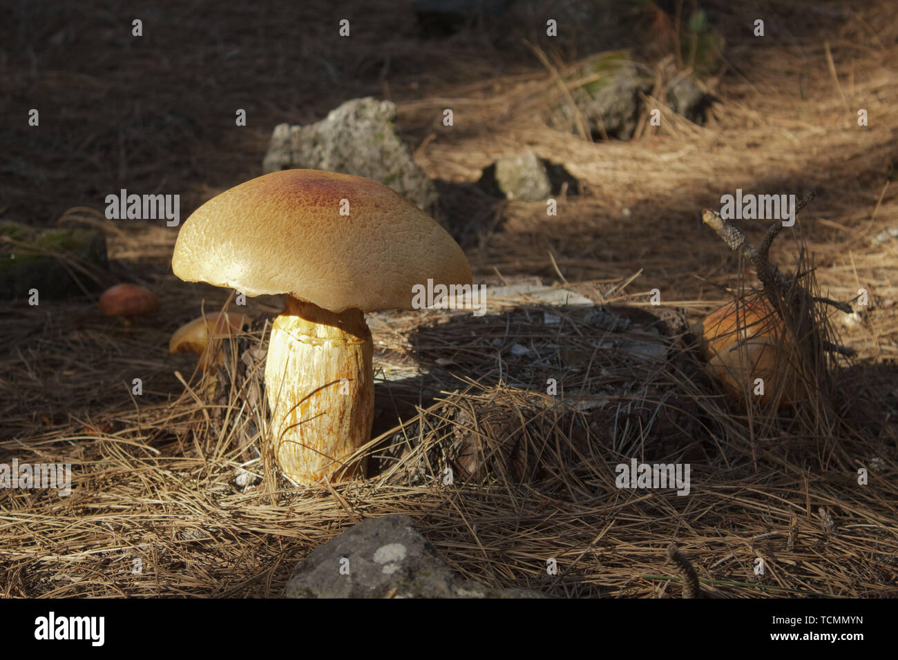 Close-up of spherical orange mushrooms on a pine stump surrounded by pine needles and stones. Stock Photo