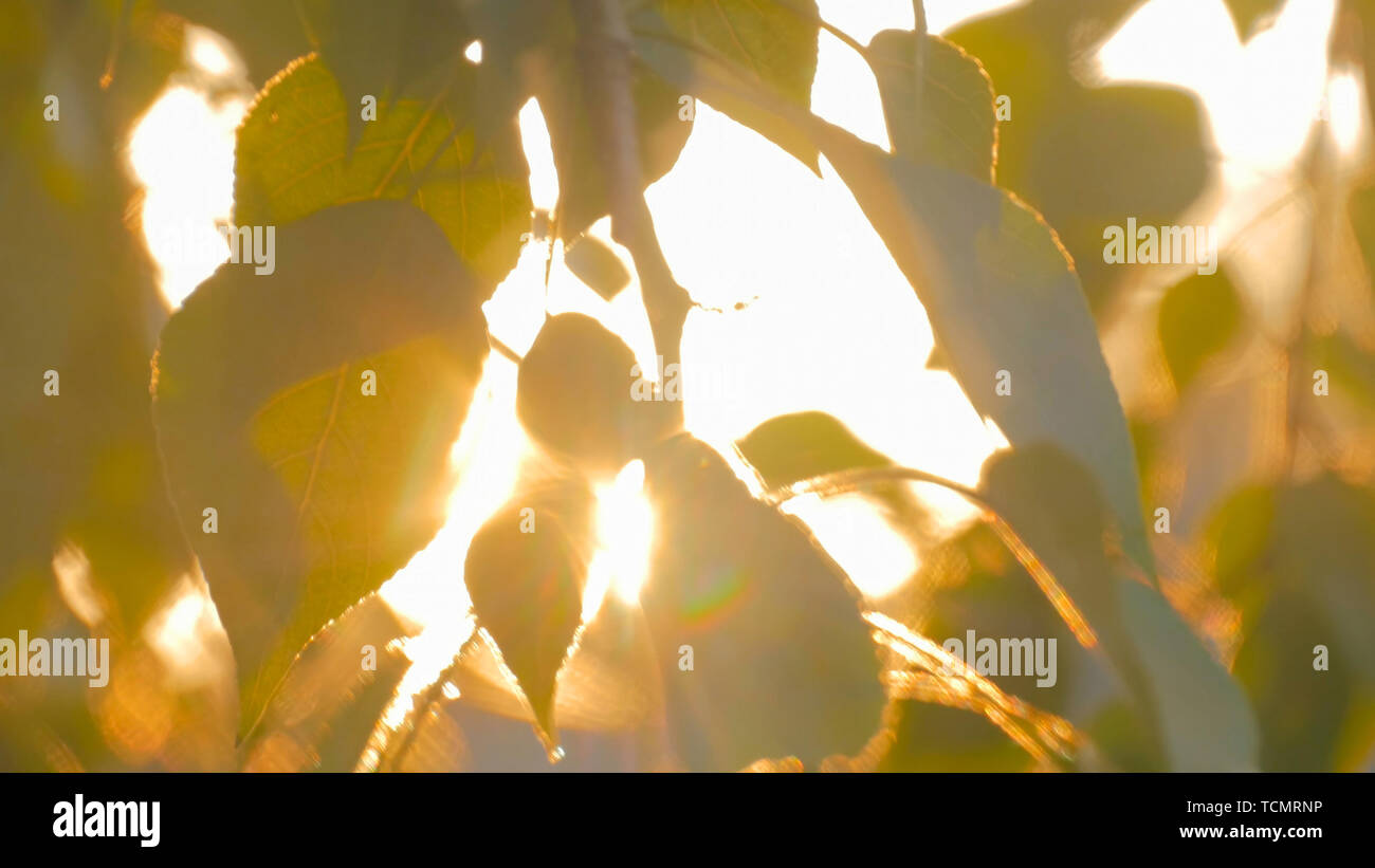 Nature background with foliage and sun lens flares at sunset Stock Photo