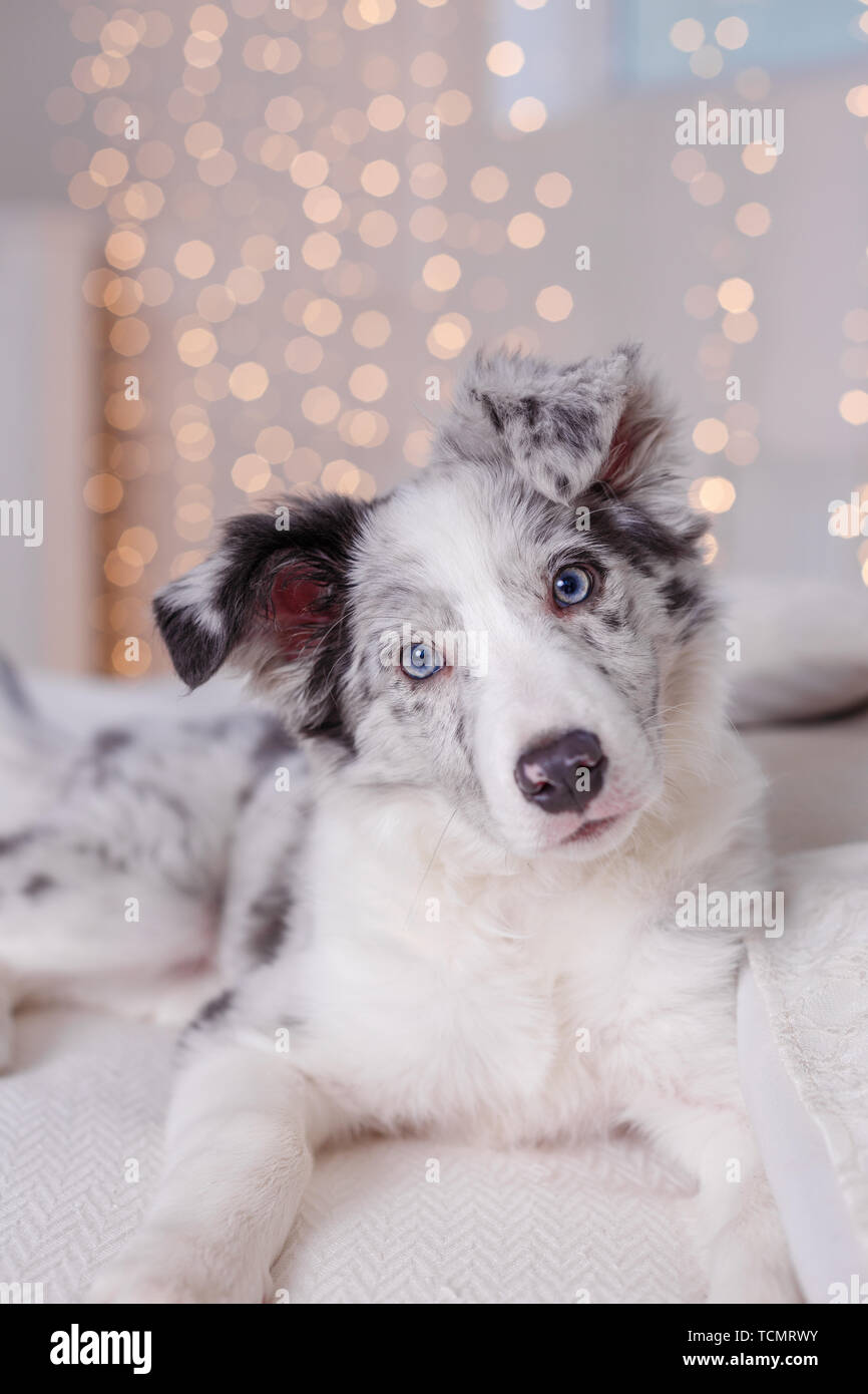 Australian Shepherd Aussie, 3 months old, sitting on the bed, white  bedding, flashlights Stock Photo - Alamy, image size:866x1390