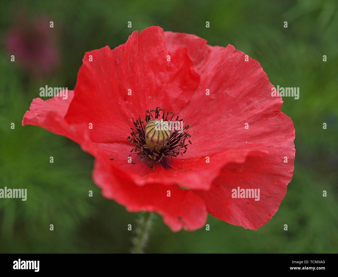 Beautiful macro of a red blooming poppy flower Stock Photo - Alamy
