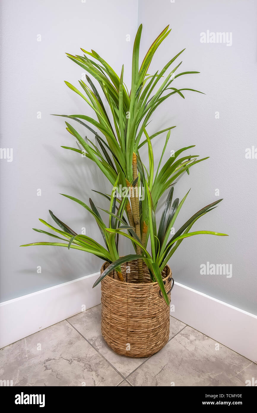 Indoor plant with long and glossy green leaves inside a brown woven