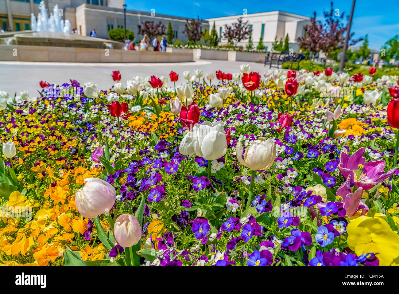 Array of vibrant flowers blooming under sunlight in spring Stock Photo ...