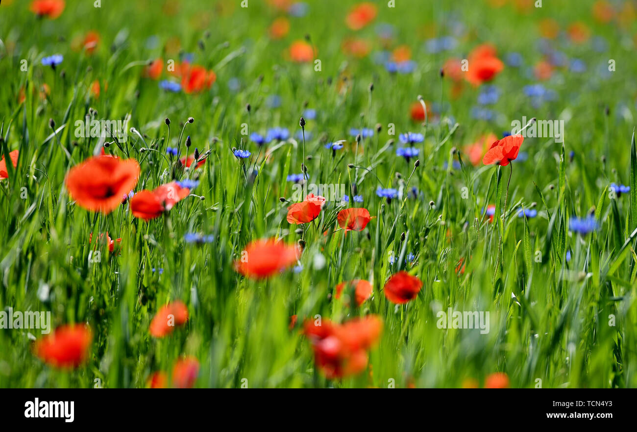 Etting, Germany. 09th June, 2019. Poppies and cornflowers bloom in a field. Credit: Angelika Warmuth/dpa/Alamy Live News Stock Photo