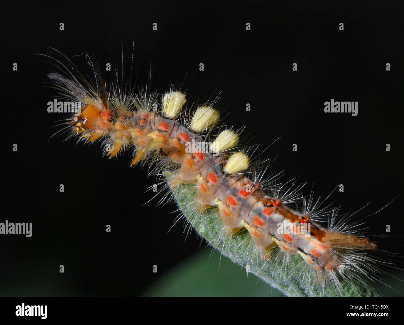 Sieversdorf, Germany. 08th June, 2019. A caterpillar of the Sloe Brushspinner (Orgyia antiqua) crawls over a sage plant. The caterpillars are about 30 millimeters long and are very strikingly colored and hairy. Credit: Patrick Pleul/dpa-Zentralbild/ZB/dpa/Alamy Live News Stock Photo