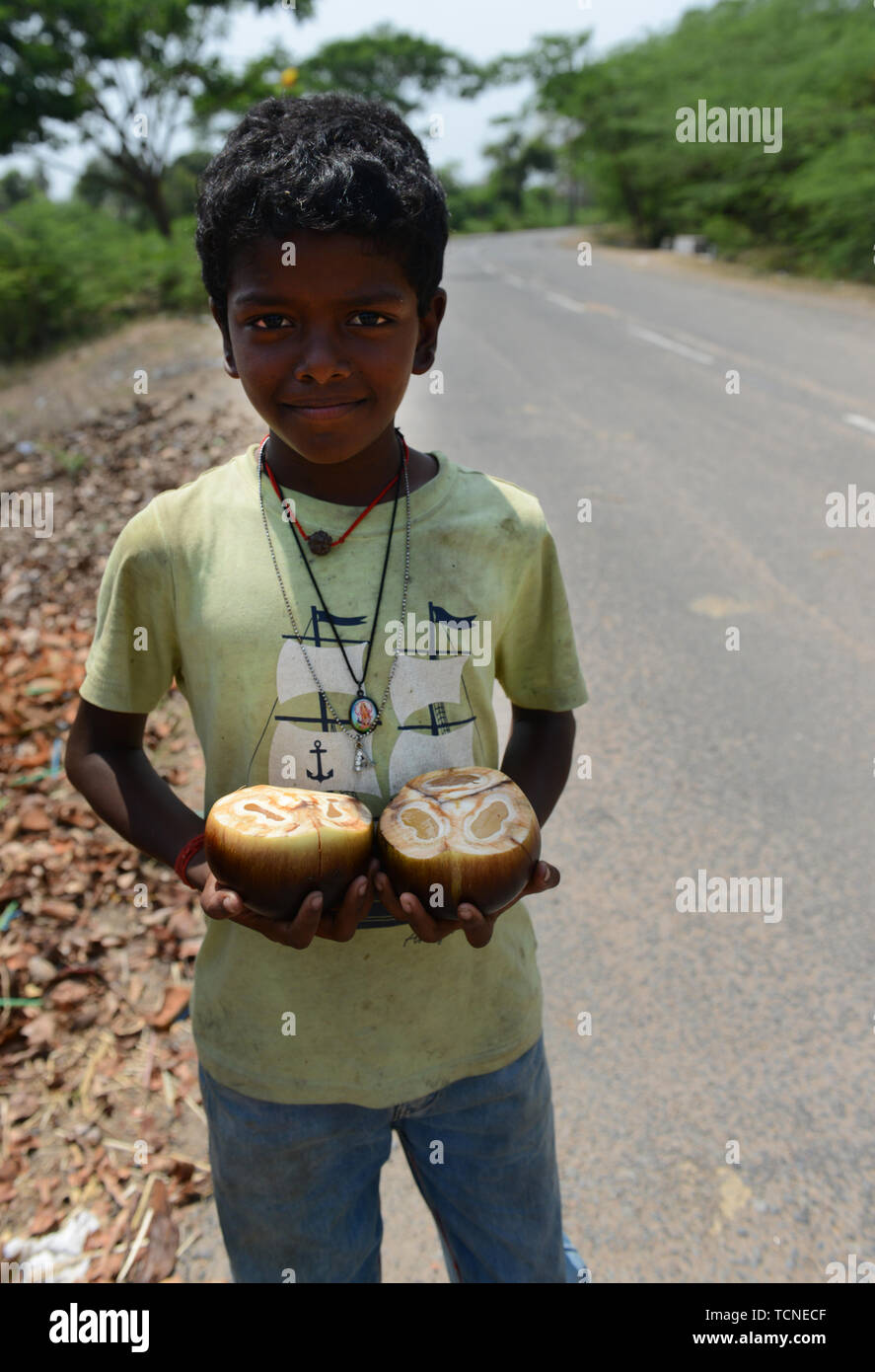 A Tamil boy holding an opened Palmyra fruit. Stock Photo