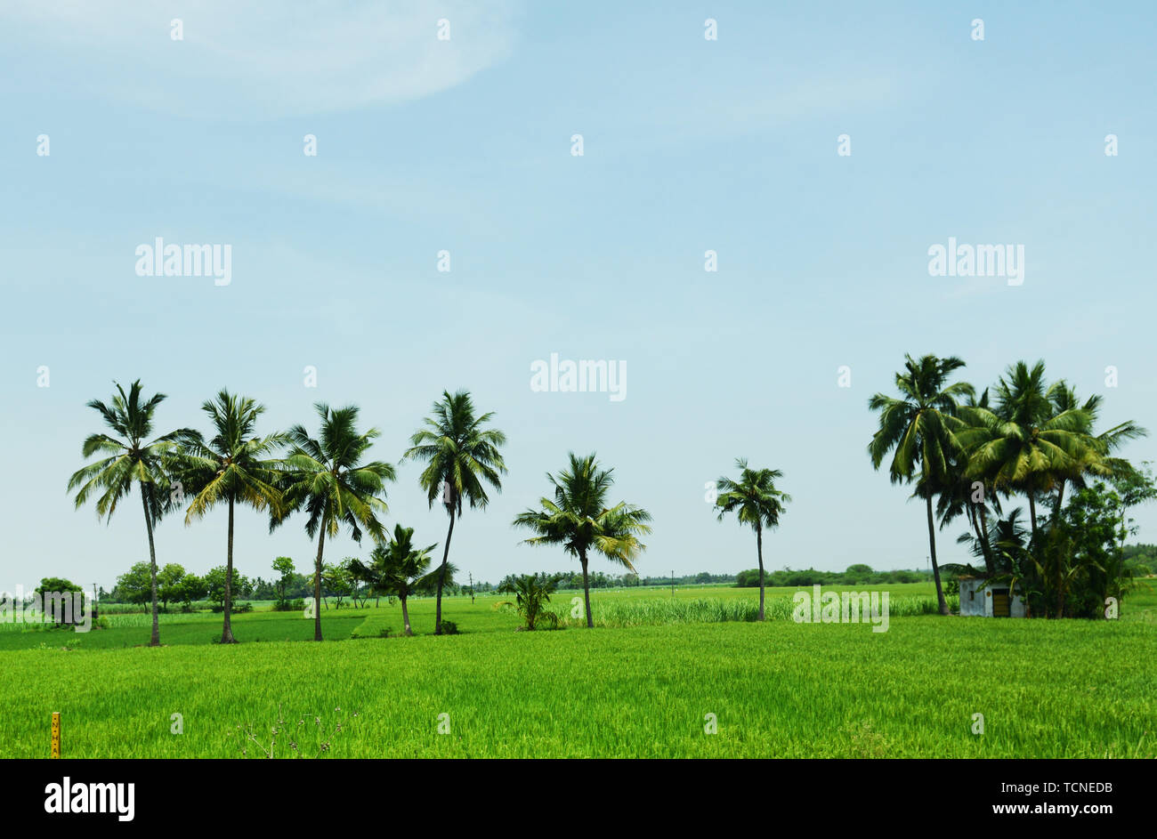 Tamil nadu rice field hi-res stock photography and images - Alamy