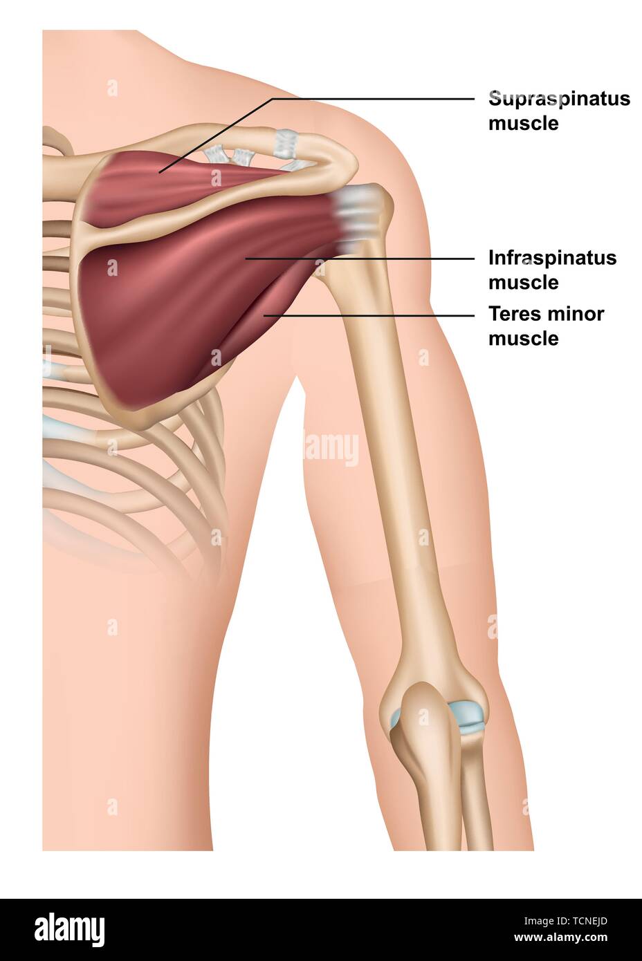 supraspinatus muscle anatomy 3d medical vector illustration Stock Vector