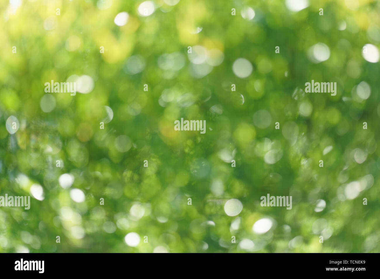 Blurred foliage background hi-res stock photography and images - Alamy