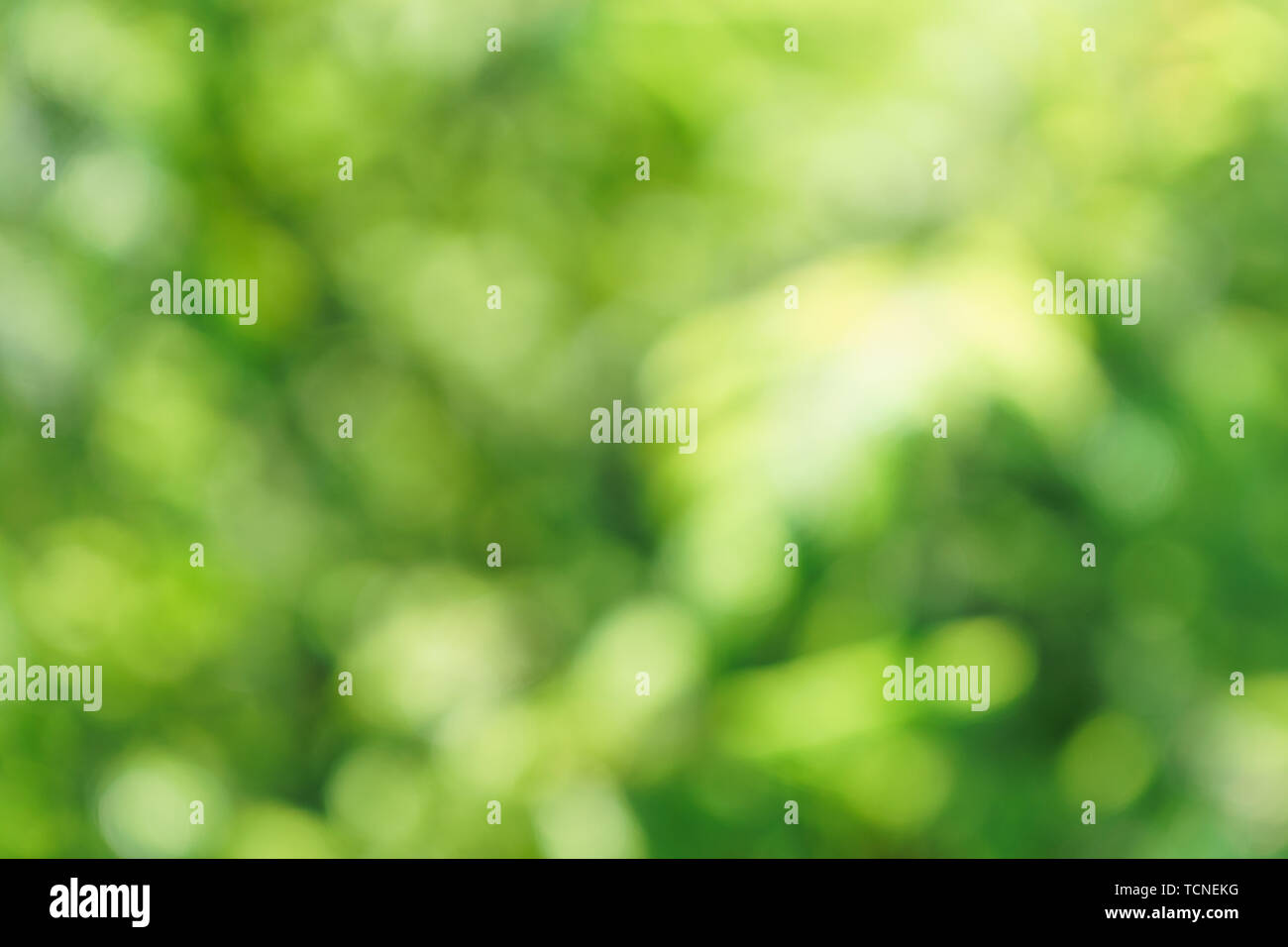 Blurred foliage background hi-res stock photography and images - Alamy