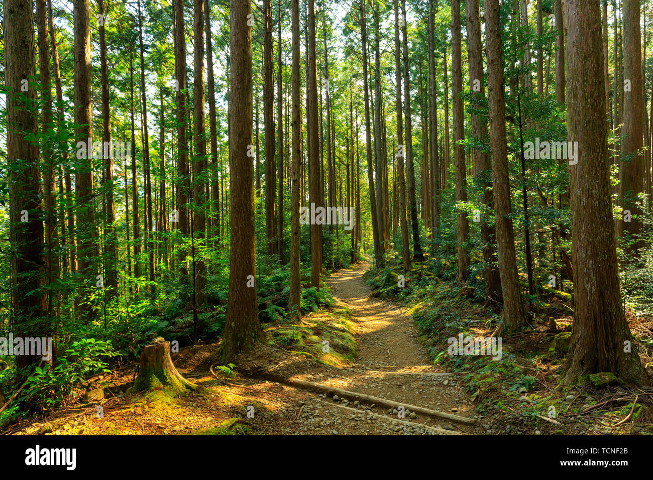 Wild cryptomeria forest of the Kumano Kodo pilgrimage trail, Japan Stock Photo