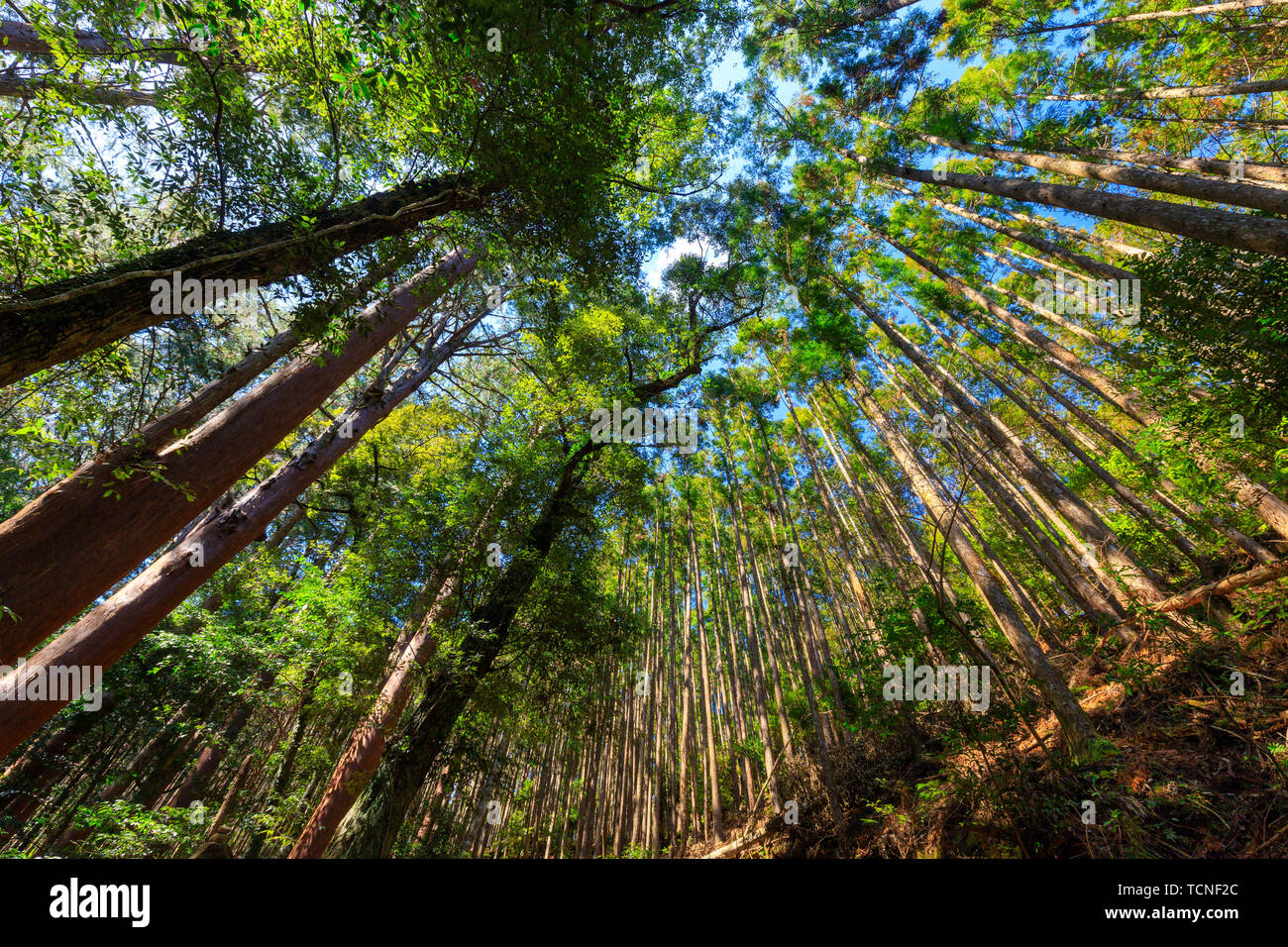 Japanese mountain forest of the Kumano Kodo pilgrimage trail. Stock Photo
