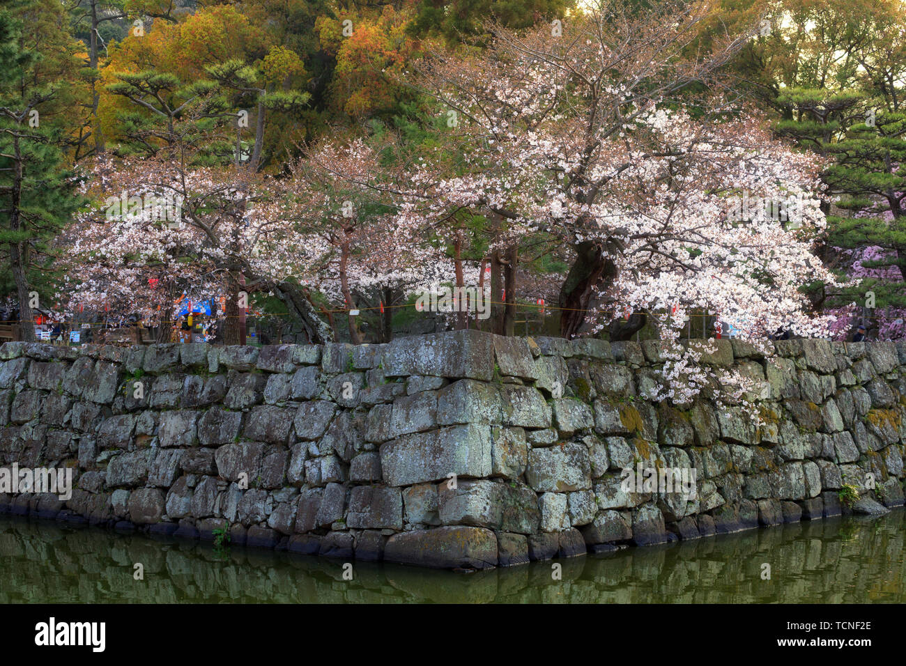 Cherry trees flowers and old stone wall at the Wakayama castle, Japan Stock Photo