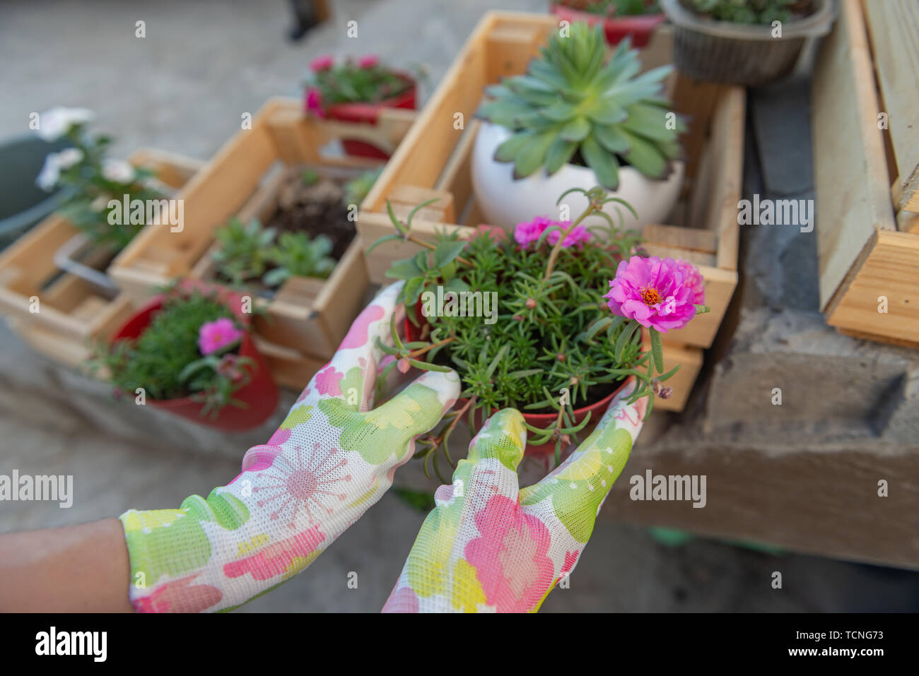 Female hands in garden gloves transplant a flower Stock Photo - Alamy