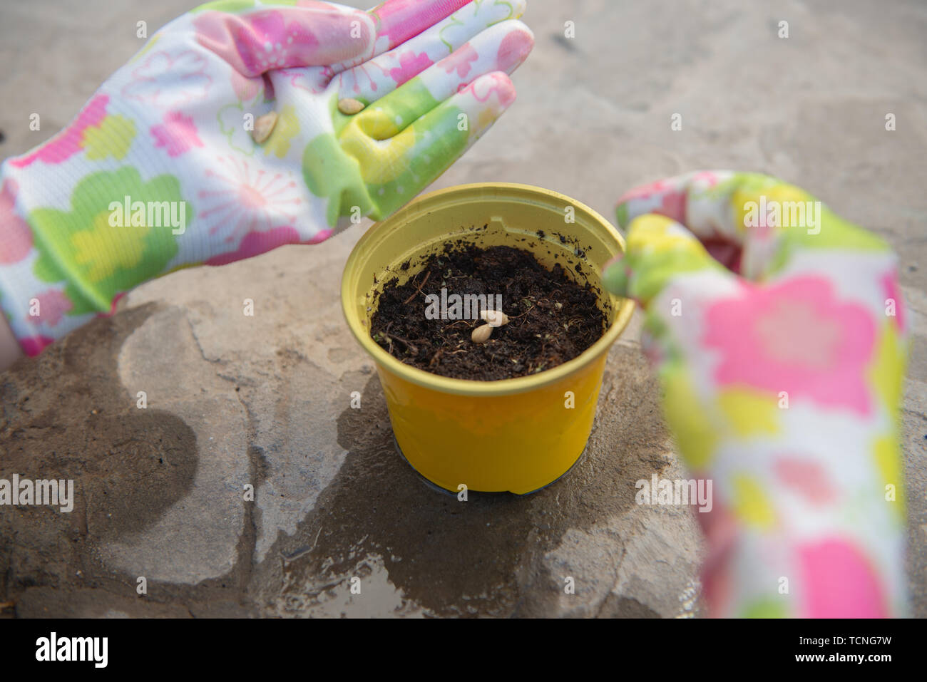 Women's hands sow seeds in pots. The process of sowing in pots. Stock Photo