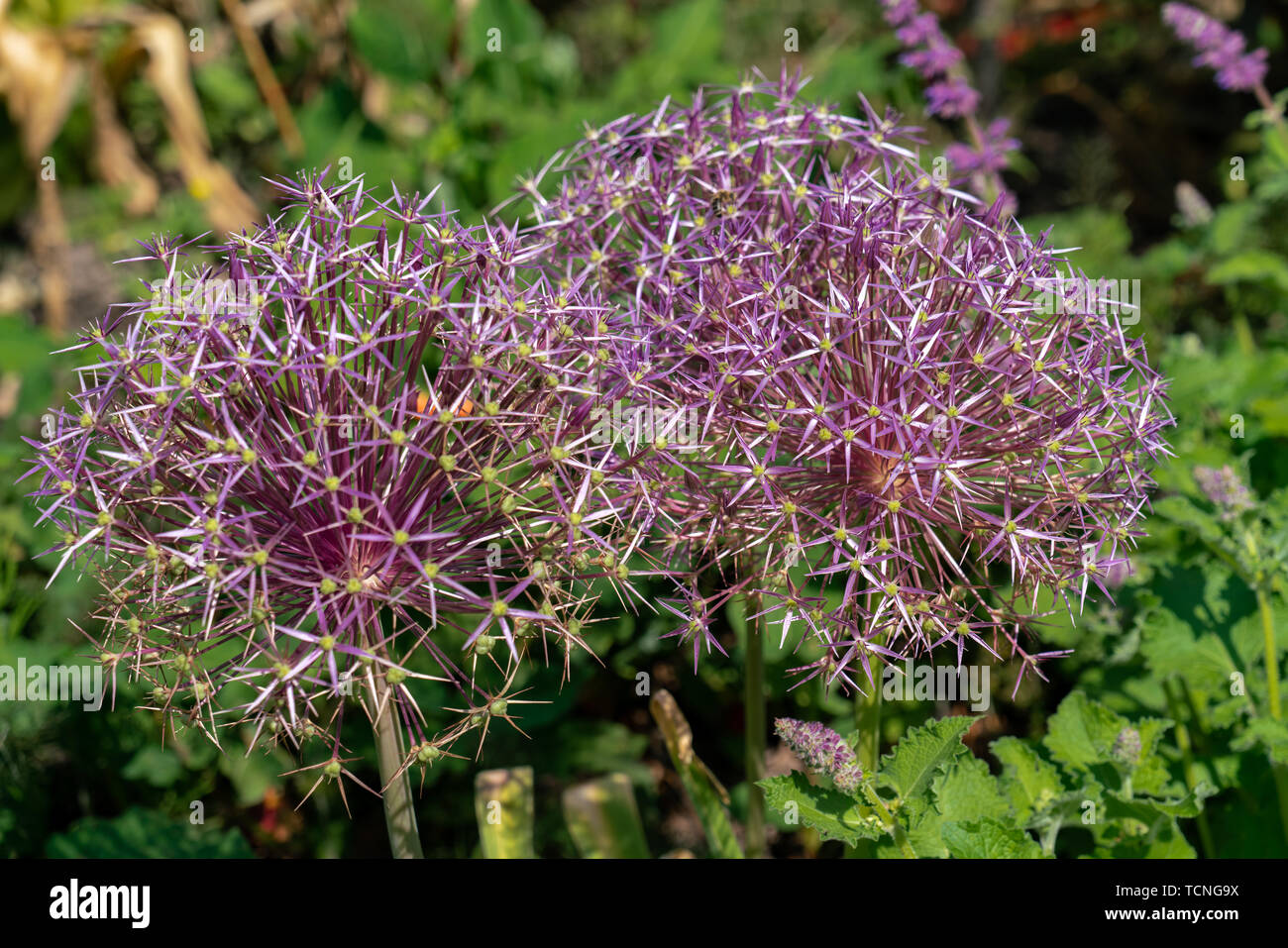 two blooming purple flower balls of a Allium christophii (giant onion