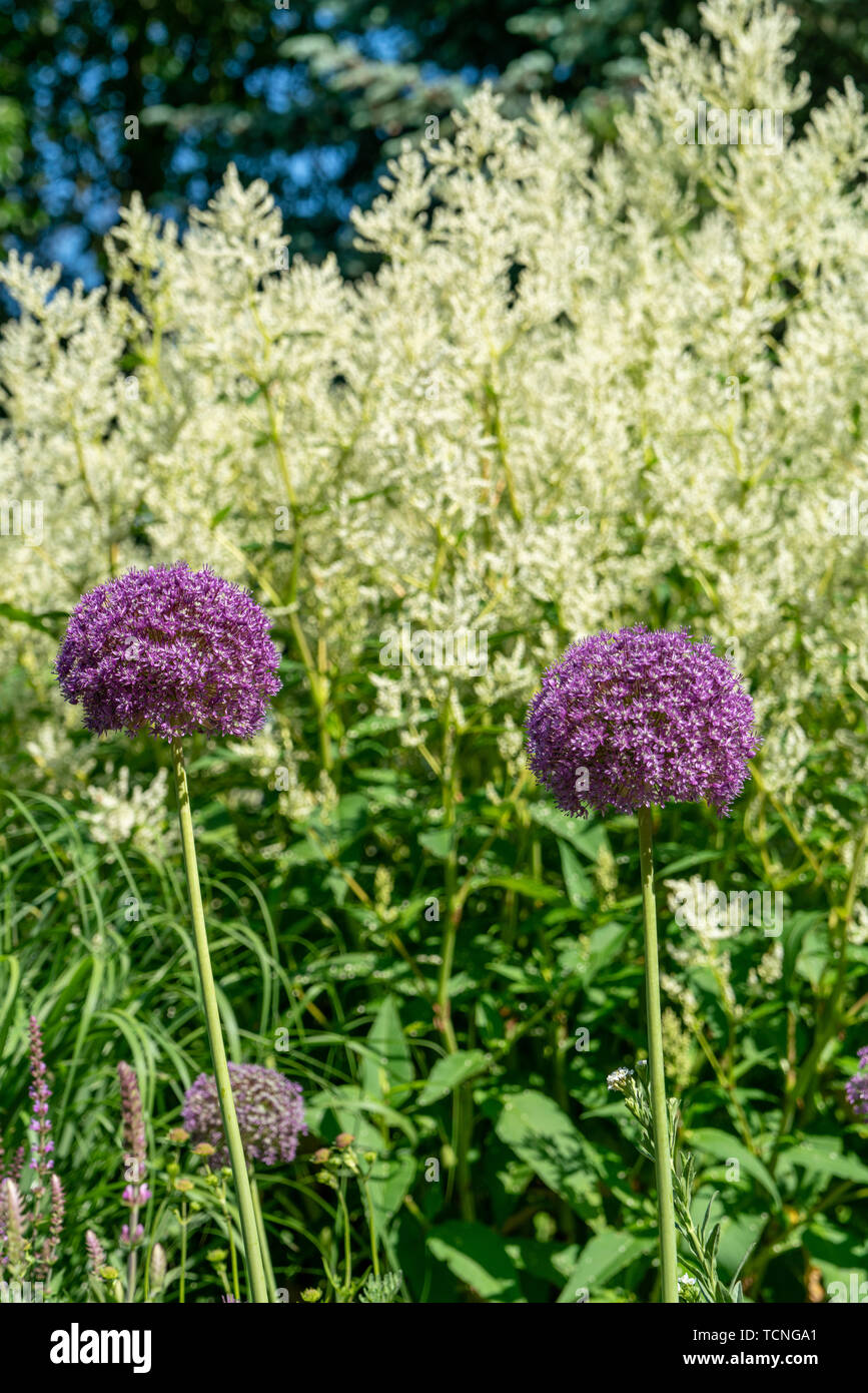 two blooming purple flower balls of a Allium Giganteum (giant onion