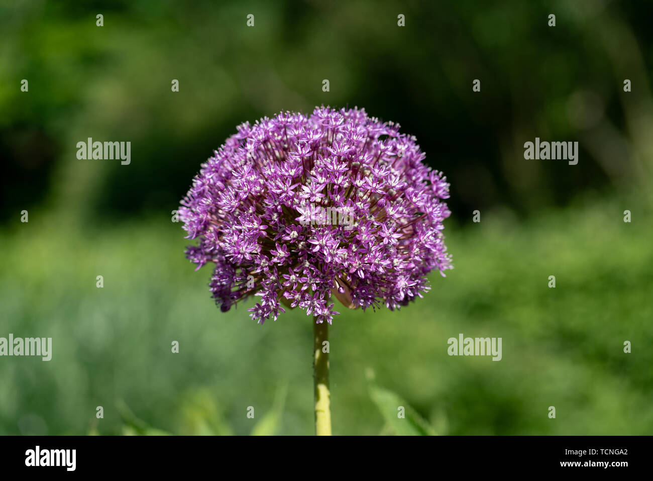 blooming purple flower ball of a Allium Giganteum (giant onion) plant Stock Photo Alamy