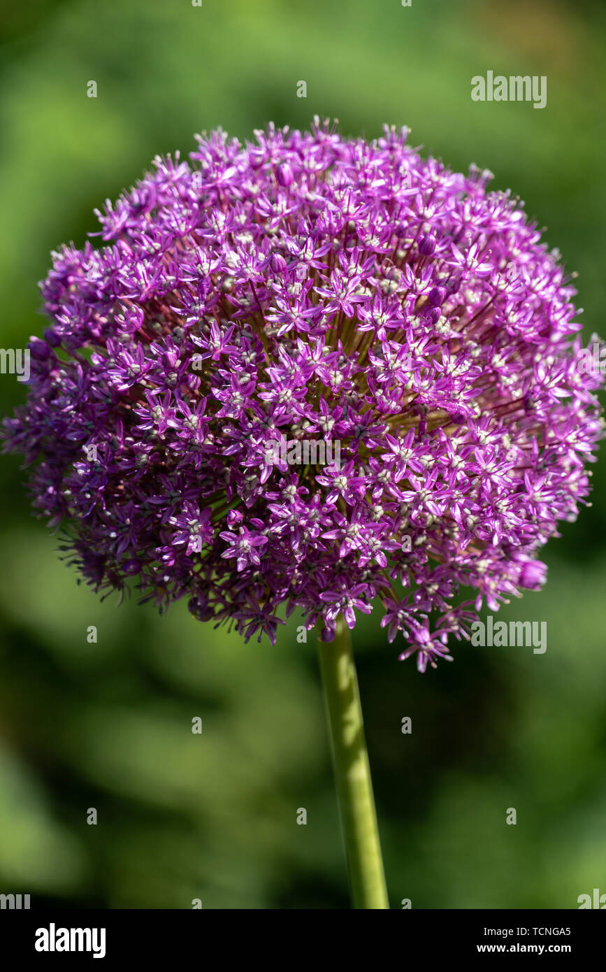 blooming purple flower ball of a Allium Giganteum (giant onion) plant