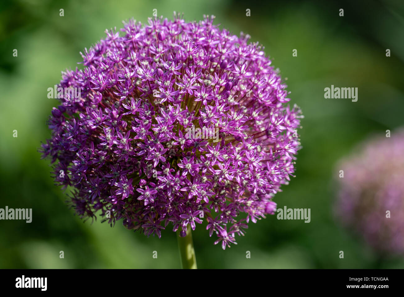 blooming purple flower ball of a Allium Giganteum (giant onion) plant