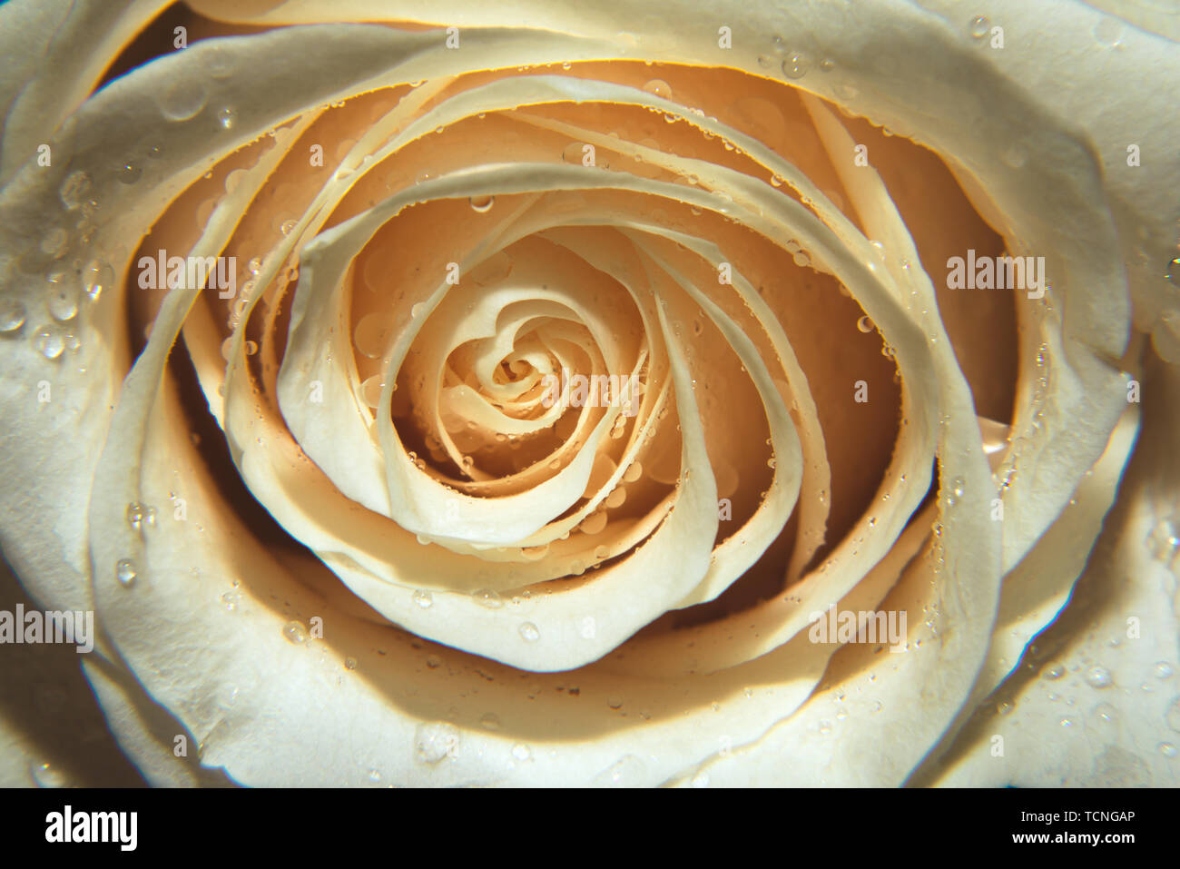 A close up macro shot of a rose,valentine background with water drops ...