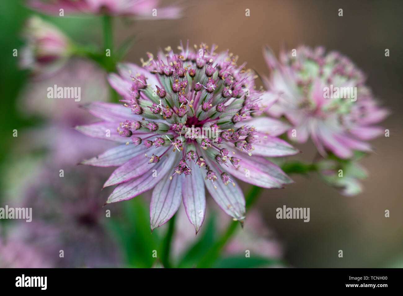 macro shot of pink flowers of astrantia major showing many details like pistils and pollen Stock Photo