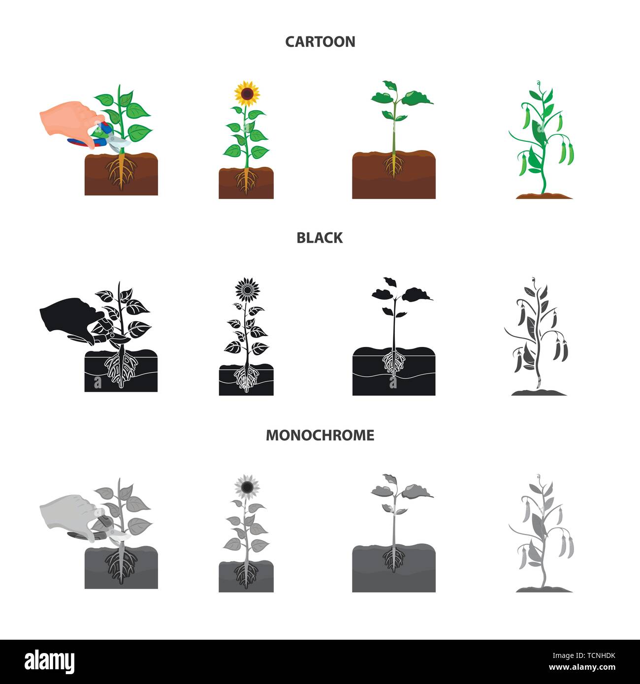 grow,root,cycle,development,seed,plant,bean,germinate,process,seedling ...