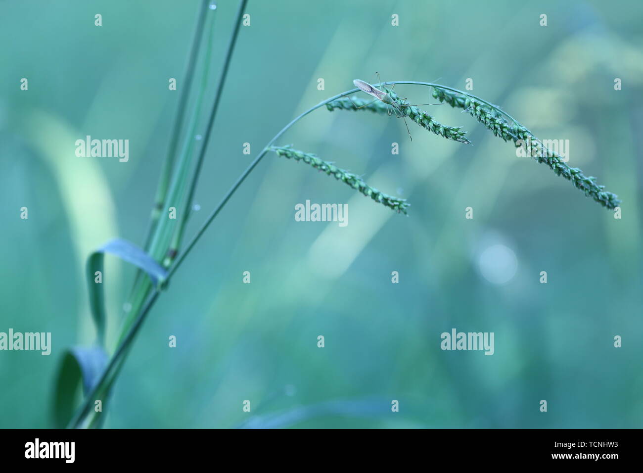 Original diagram straight out of natural ecology hi-res stock ...