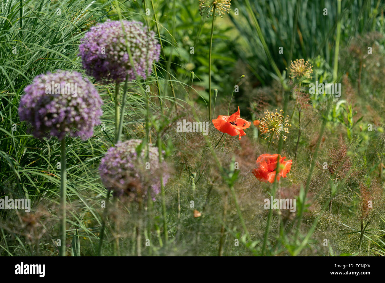 Scenic flower bed with red papaver rhoeas (poppies) and purple allium