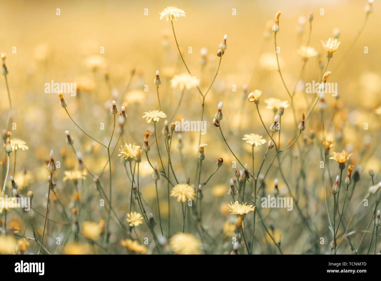 Daisy flower in the grass green shallow depth of field. Beautiful daisy flowers in nature Stock Photo