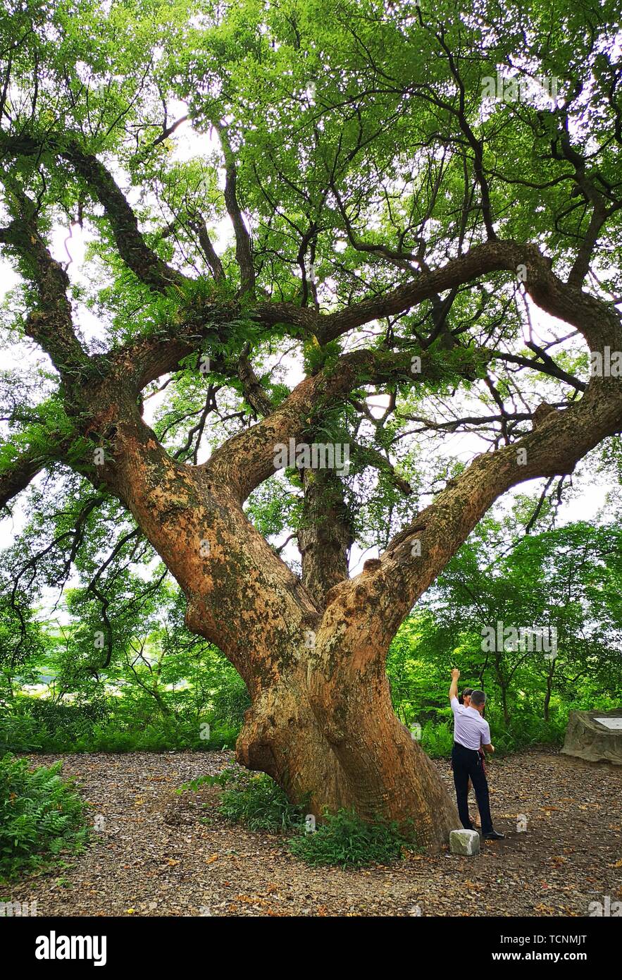 ancient camphor tree Stock Photo Alamy