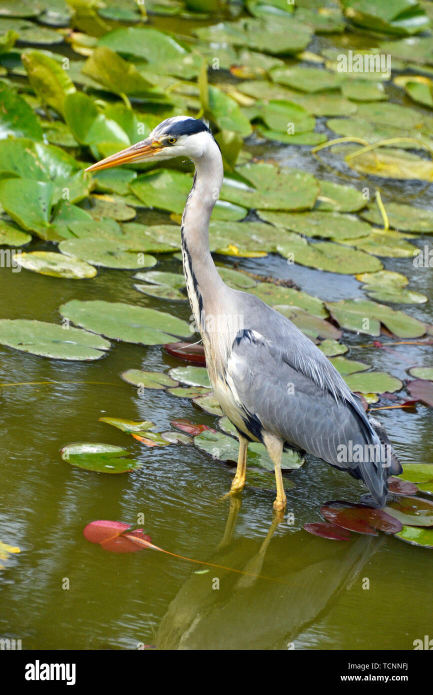 Grey Heron on a pond in Buckinghamshire, UK. Lily pads in the background. Stock Photo