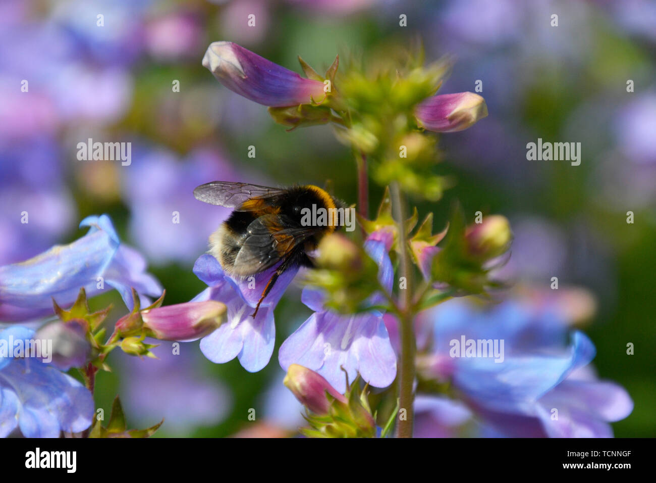 Bumble bee on mauve flowers in Buckinghamshire, UK Stock Photo