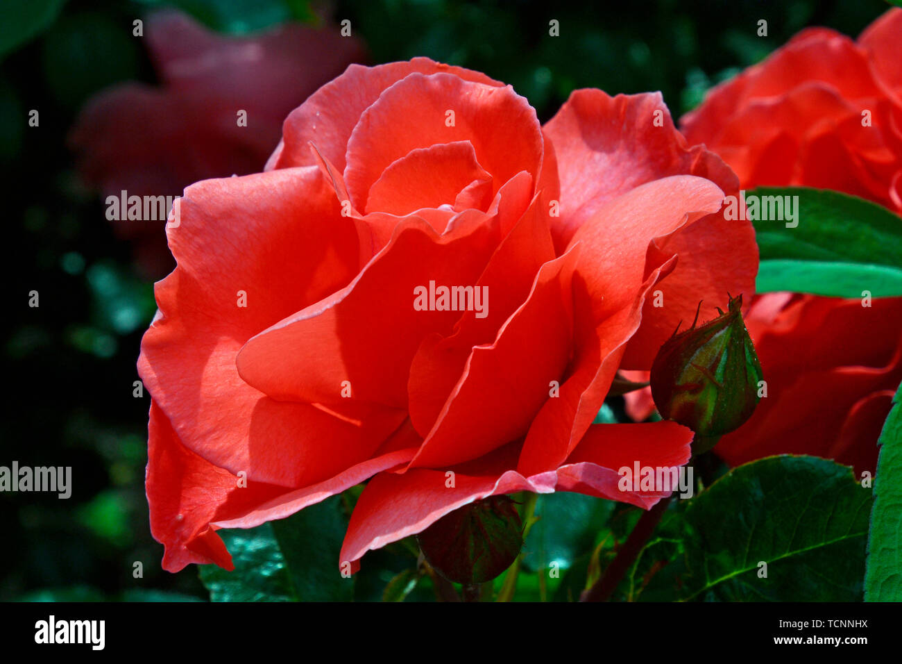 Full bloom red rose hires stock photography and images Alamy
