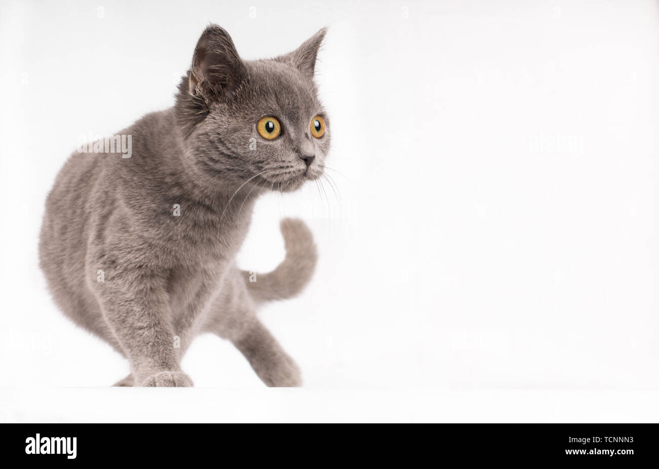 Sweet Young Adult Solid Blue British Short Hair Cat Kitten