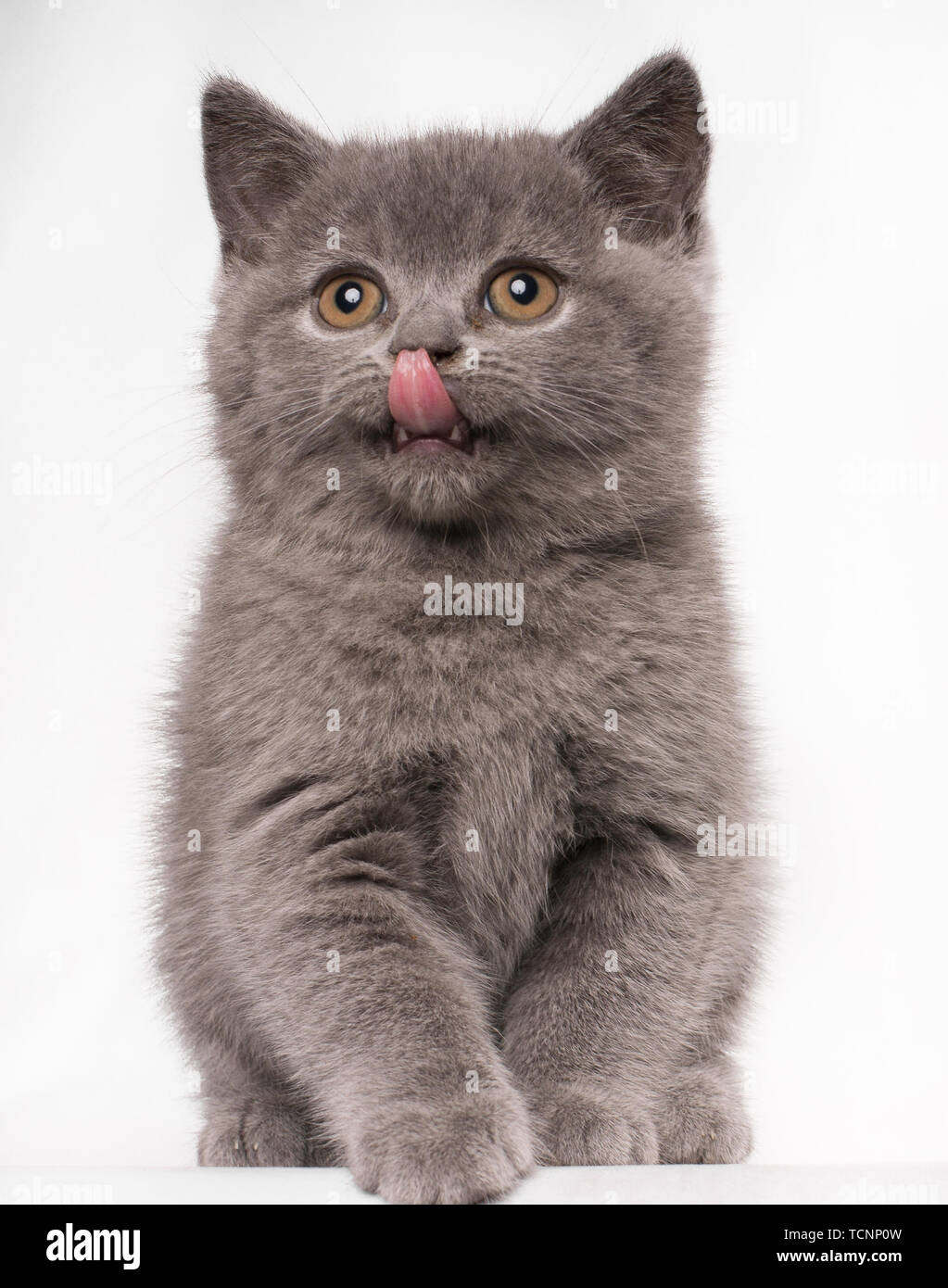 Sweet Young Adult Solid Blue British Short Hair Cat Kitten