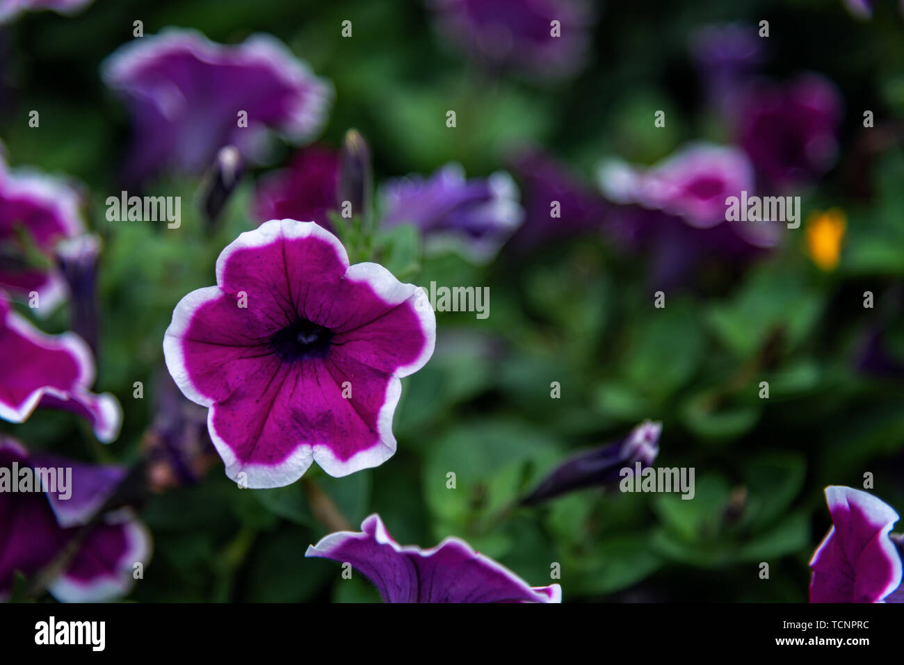 Countdown Rose White rose blooms up close hi-res stock photography and images - Alamy