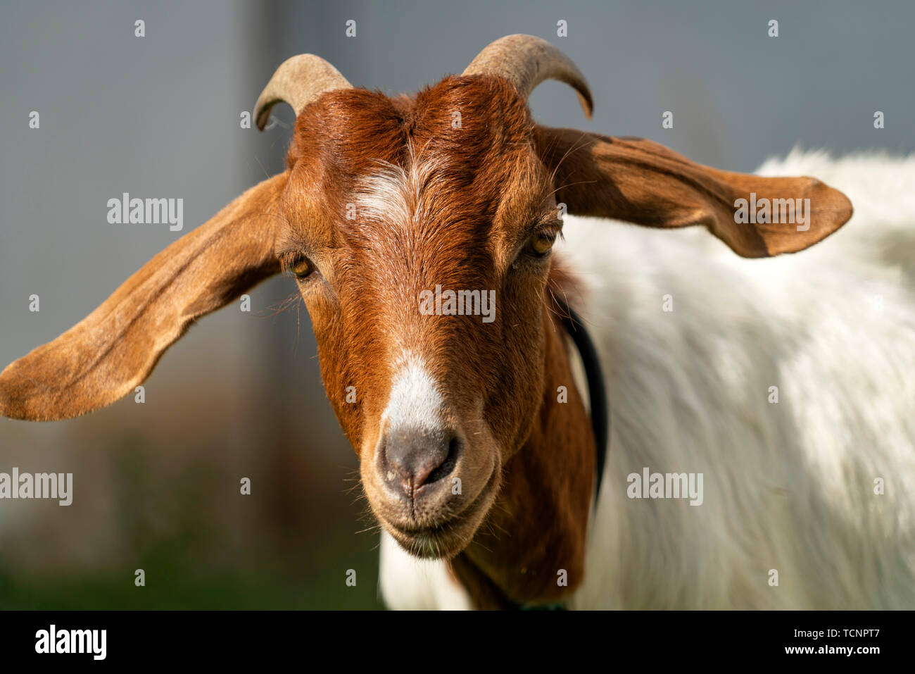 Random portraits hi-res stock photography and images - Alamy