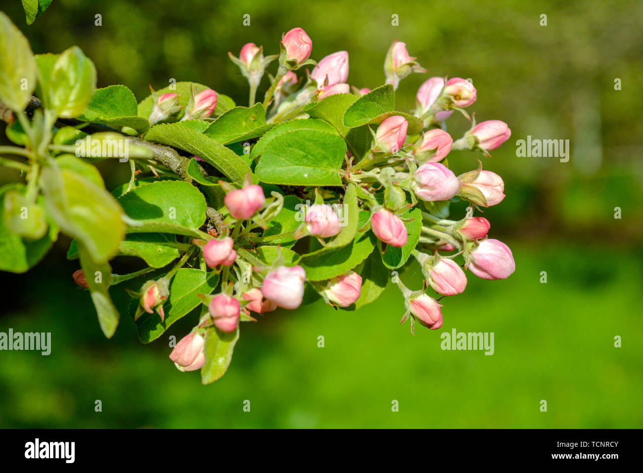 Apple tree branch with pink flowers and buds. Spring apple tree in ...