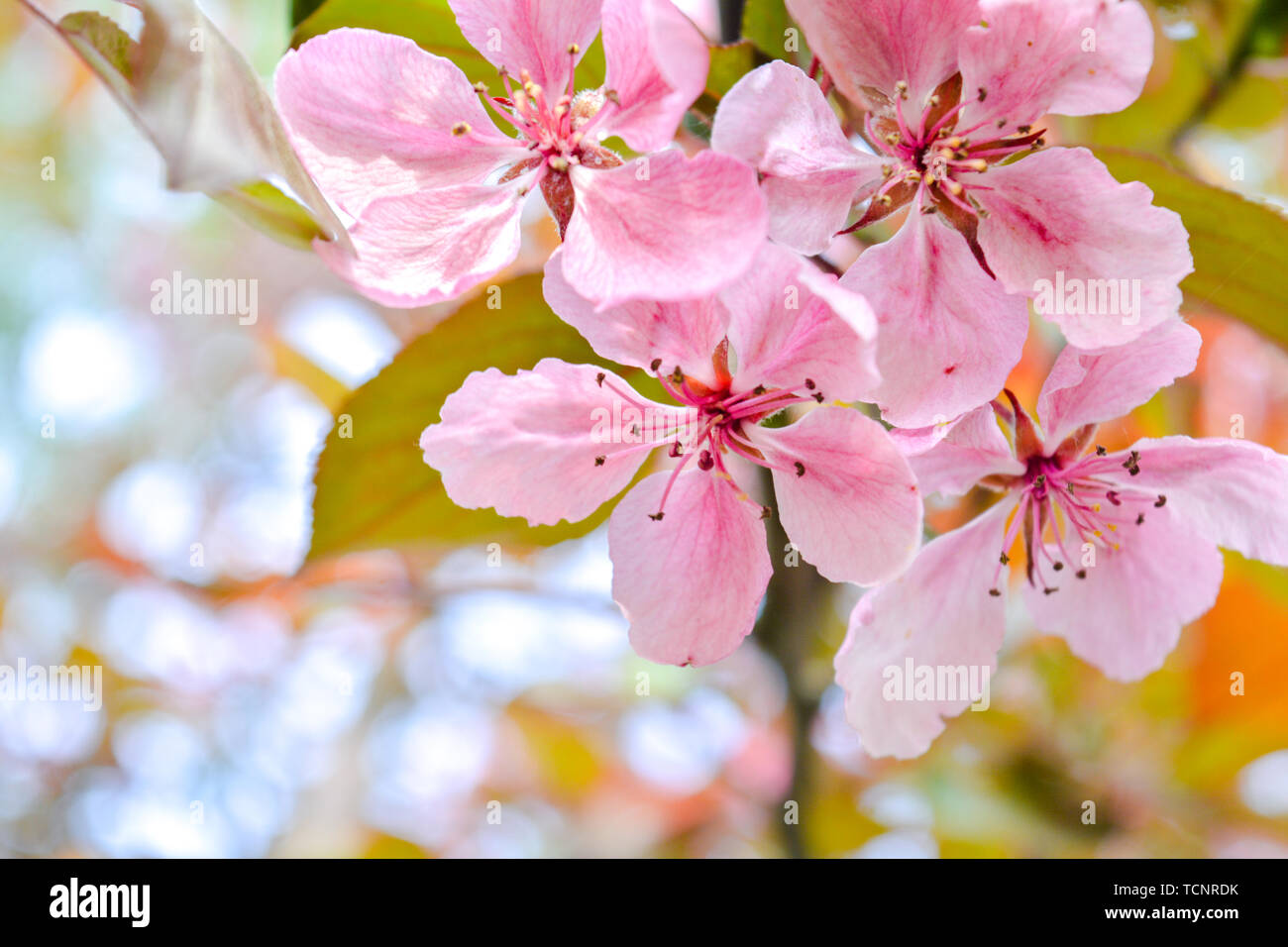 Cherry tree branch with pink flowers. Spring cherry tree in blossom ...
