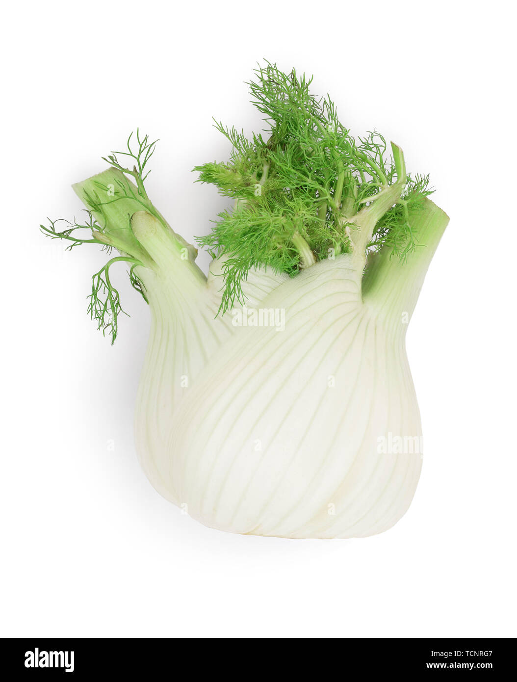 Fennel Bulb. Single fresh fennel bulb with leaves on white background