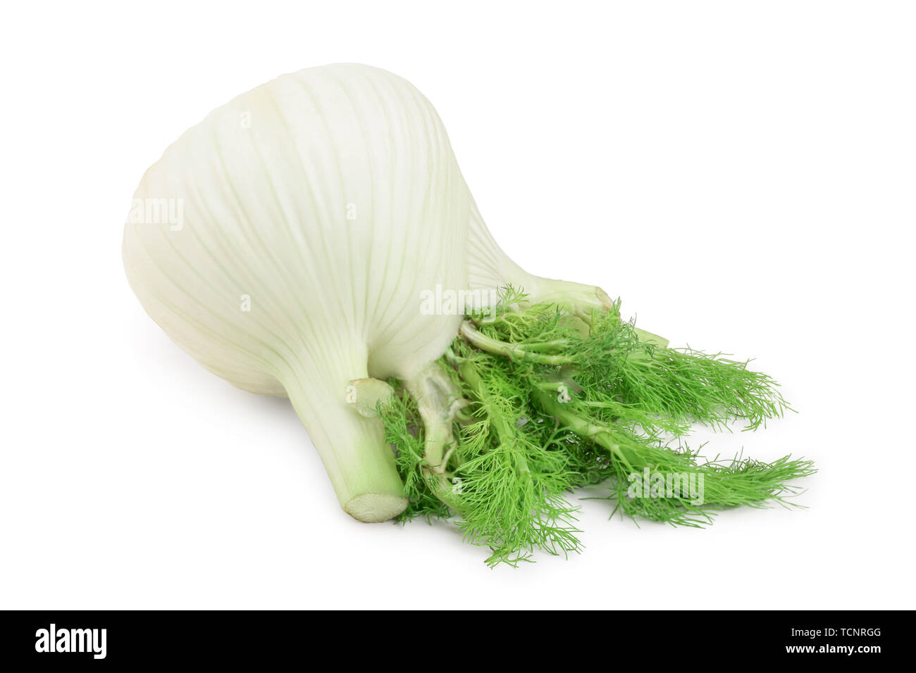 Fennel Bulb. Single fresh fennel bulb with leaves on white background